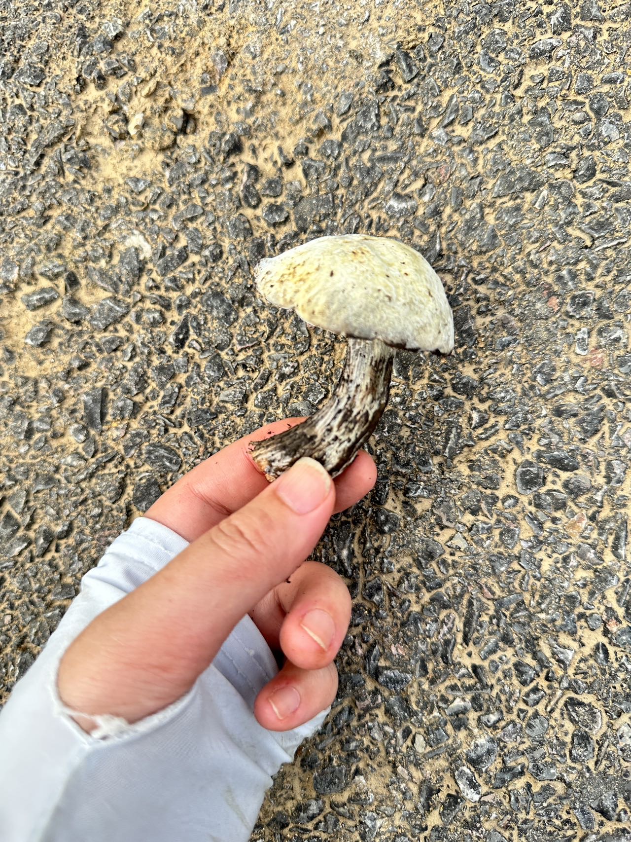 金孢寄生菌