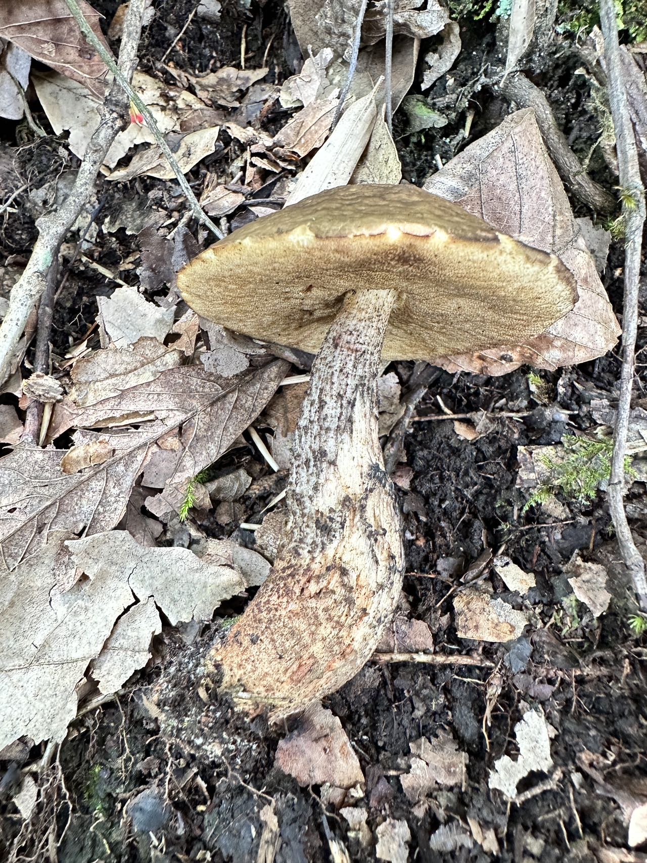 小疣柄牛肝菌属物种