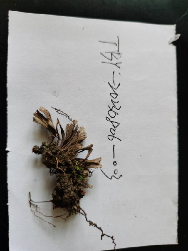 革菌属
