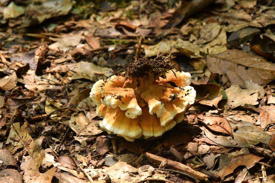 橙黄革菌