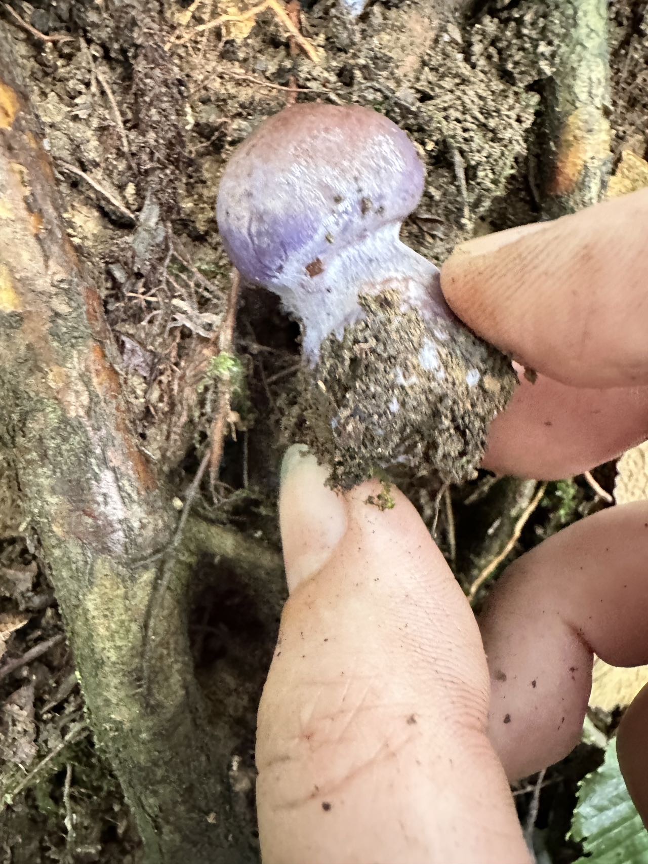 肉桂紫丝膜菌