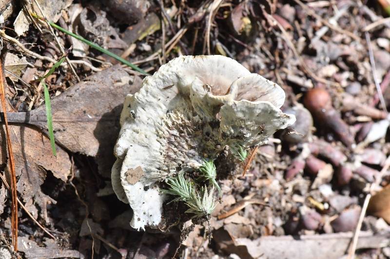 锡金革菌近缘种