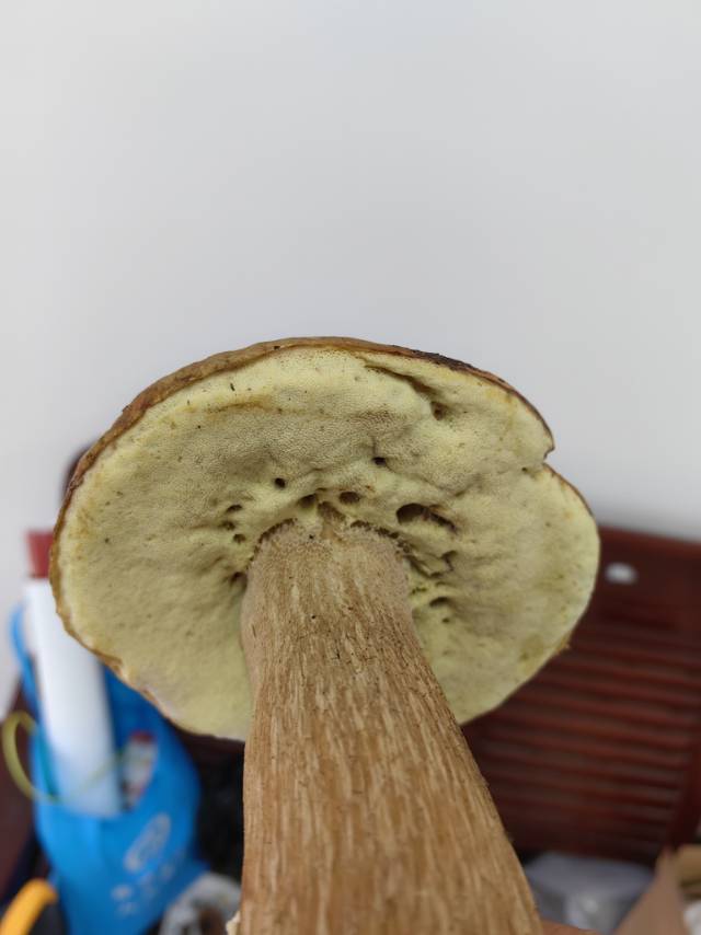 白牛肝菌