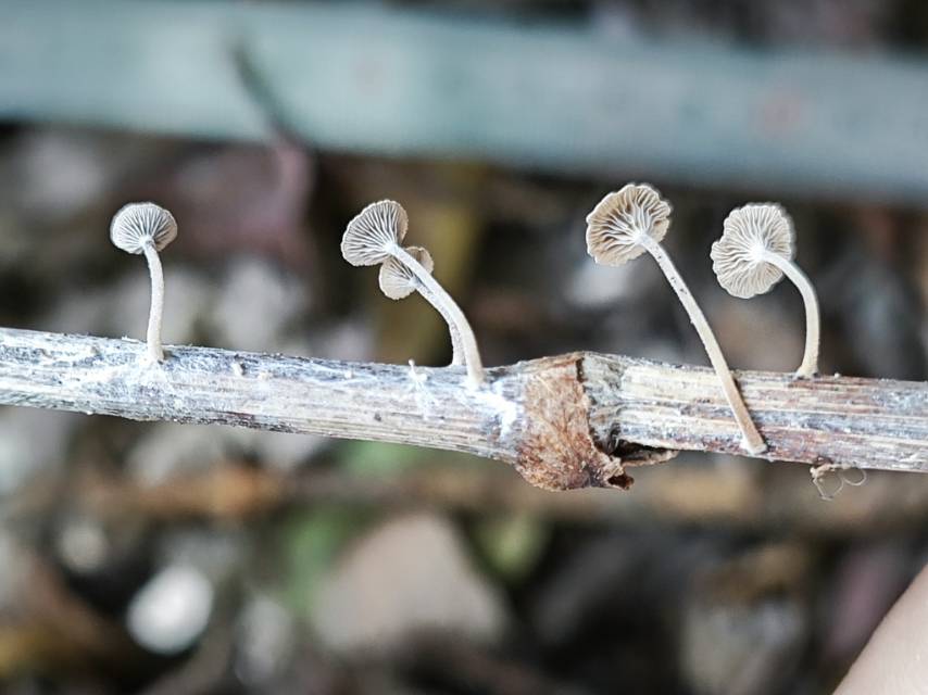 拟金钱菌