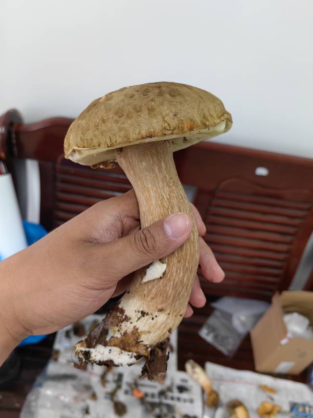 白牛肝菌