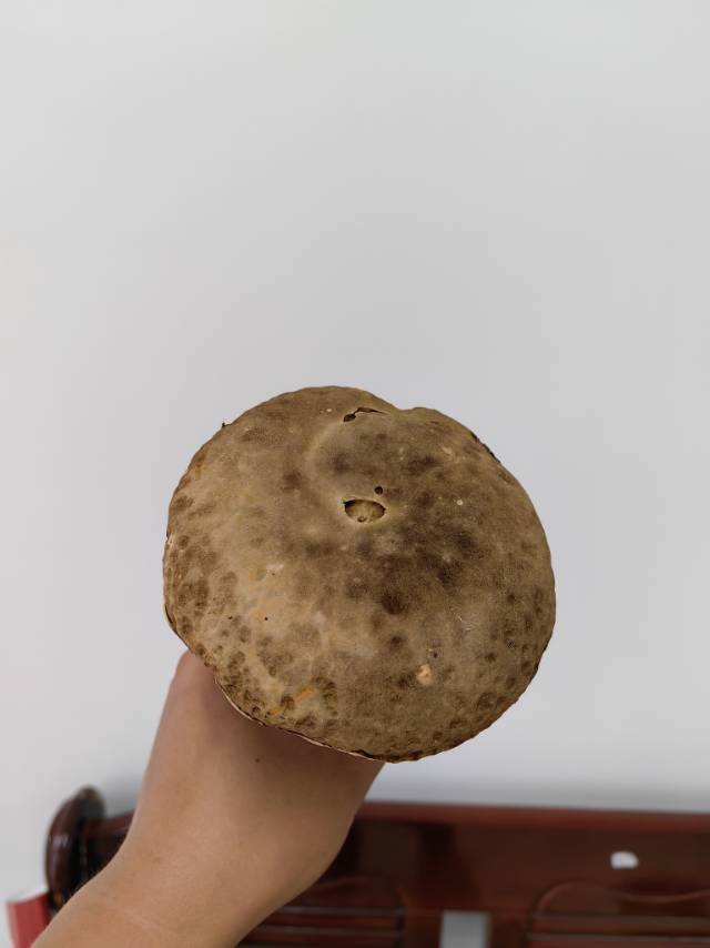 白牛肝菌