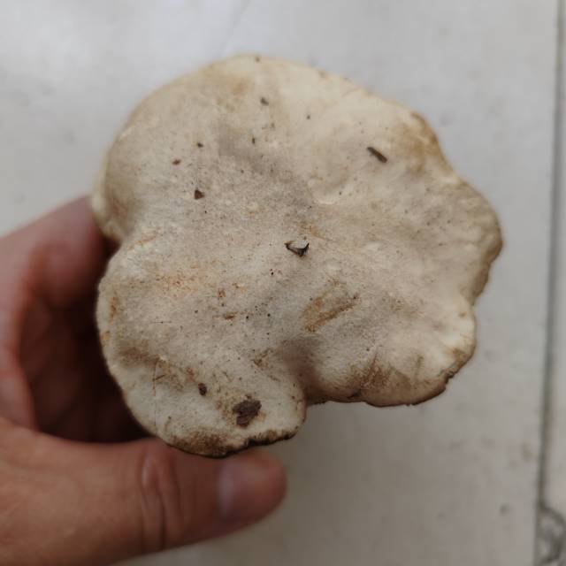 中华灰网柄牛肝菌