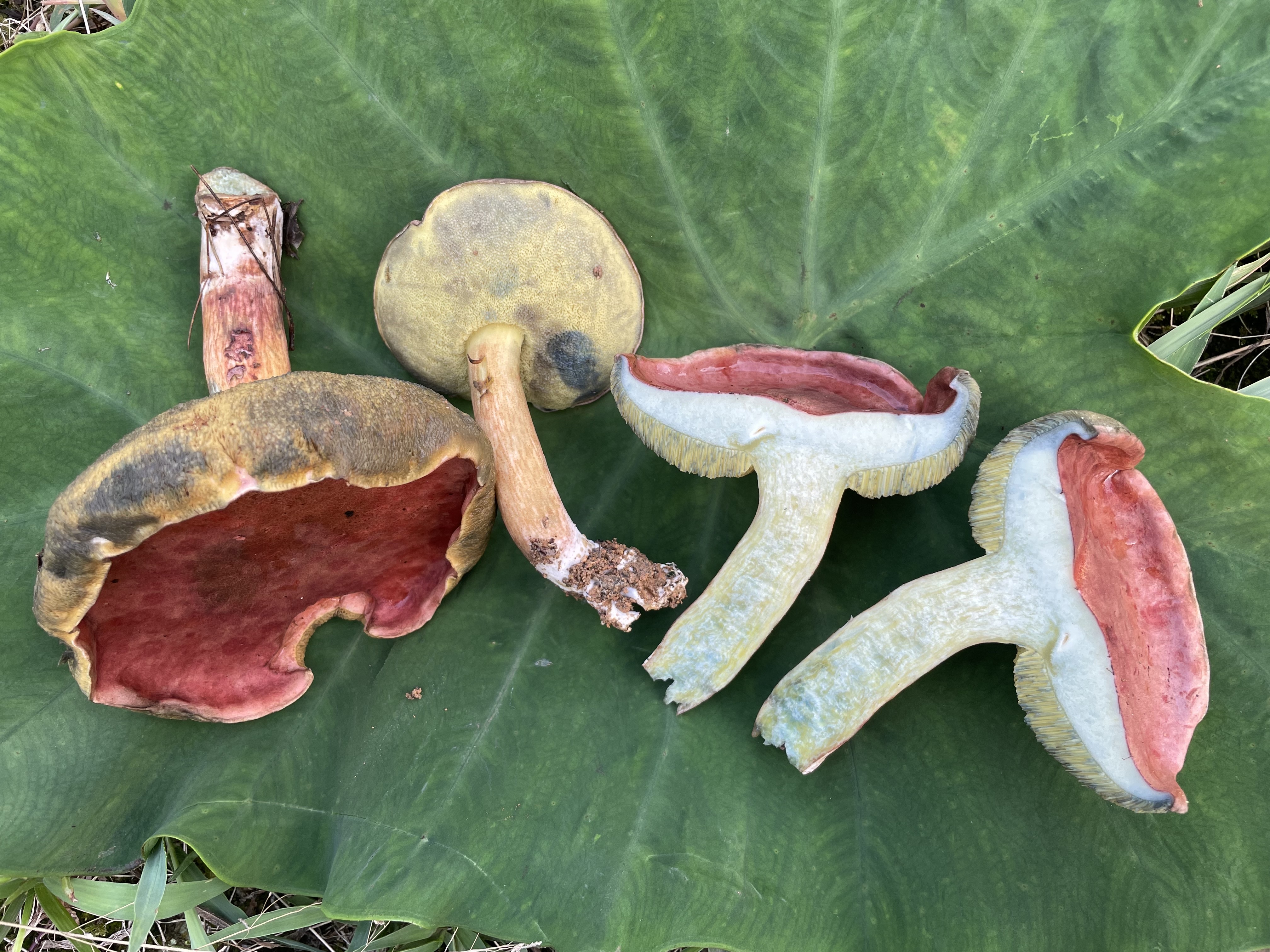 隐纹条孢牛肝菌