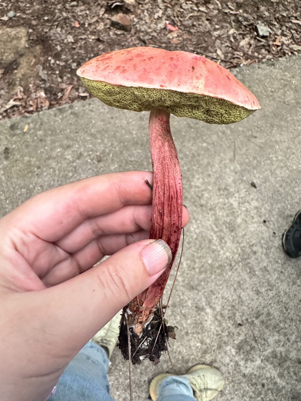 日本网孢牛肝菌