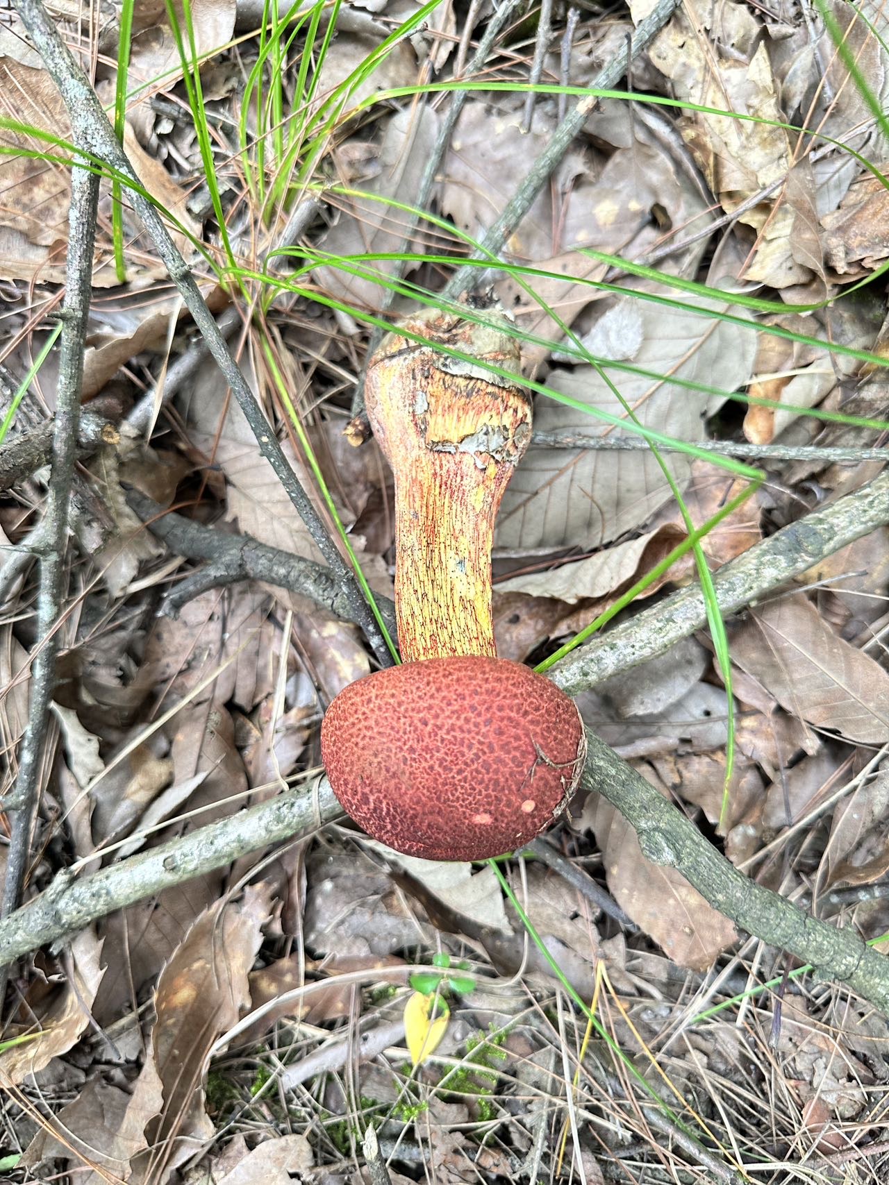蛇皮状红孔牛肝菌