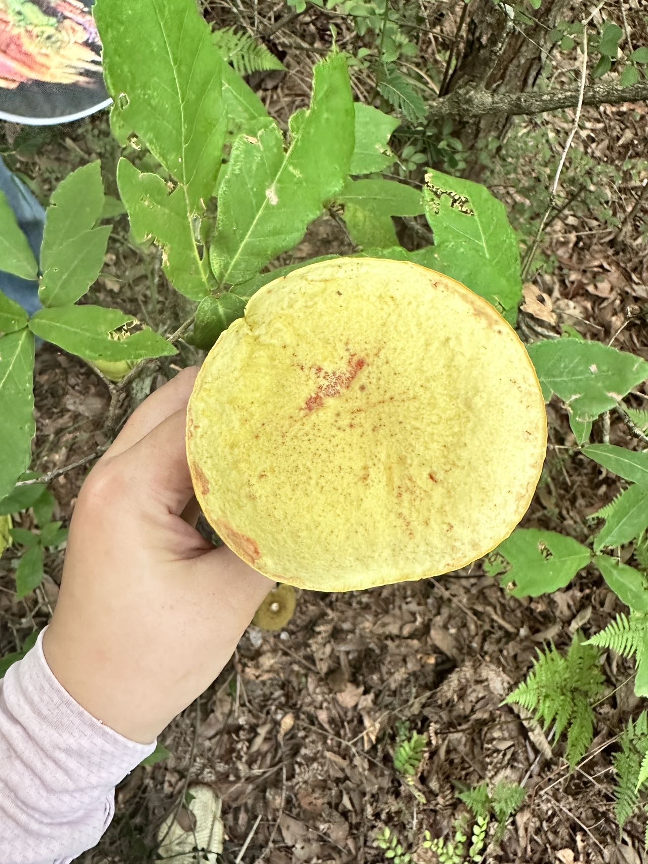 网孢牛肝菌属物种