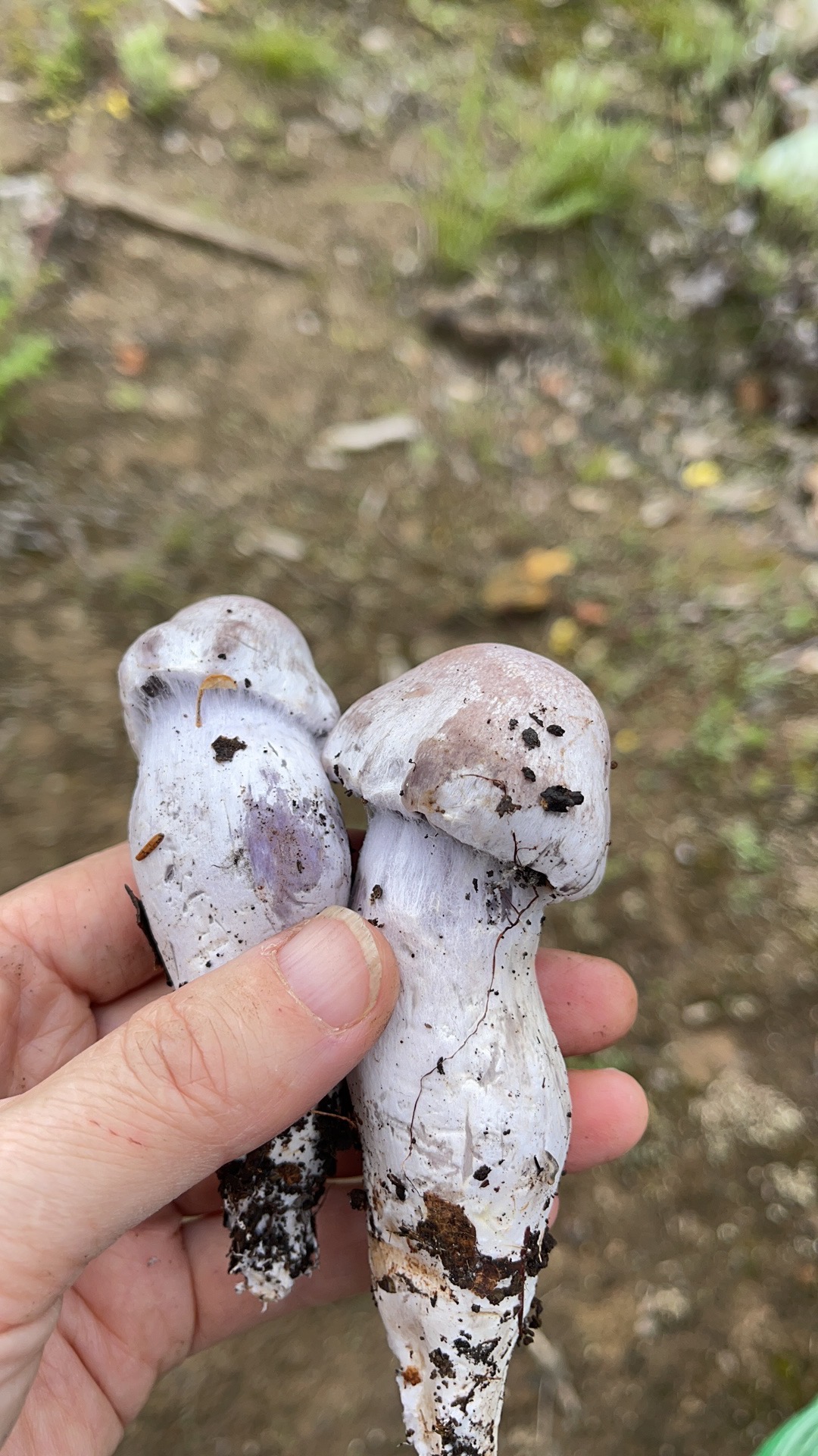 小白紫丝膜菌