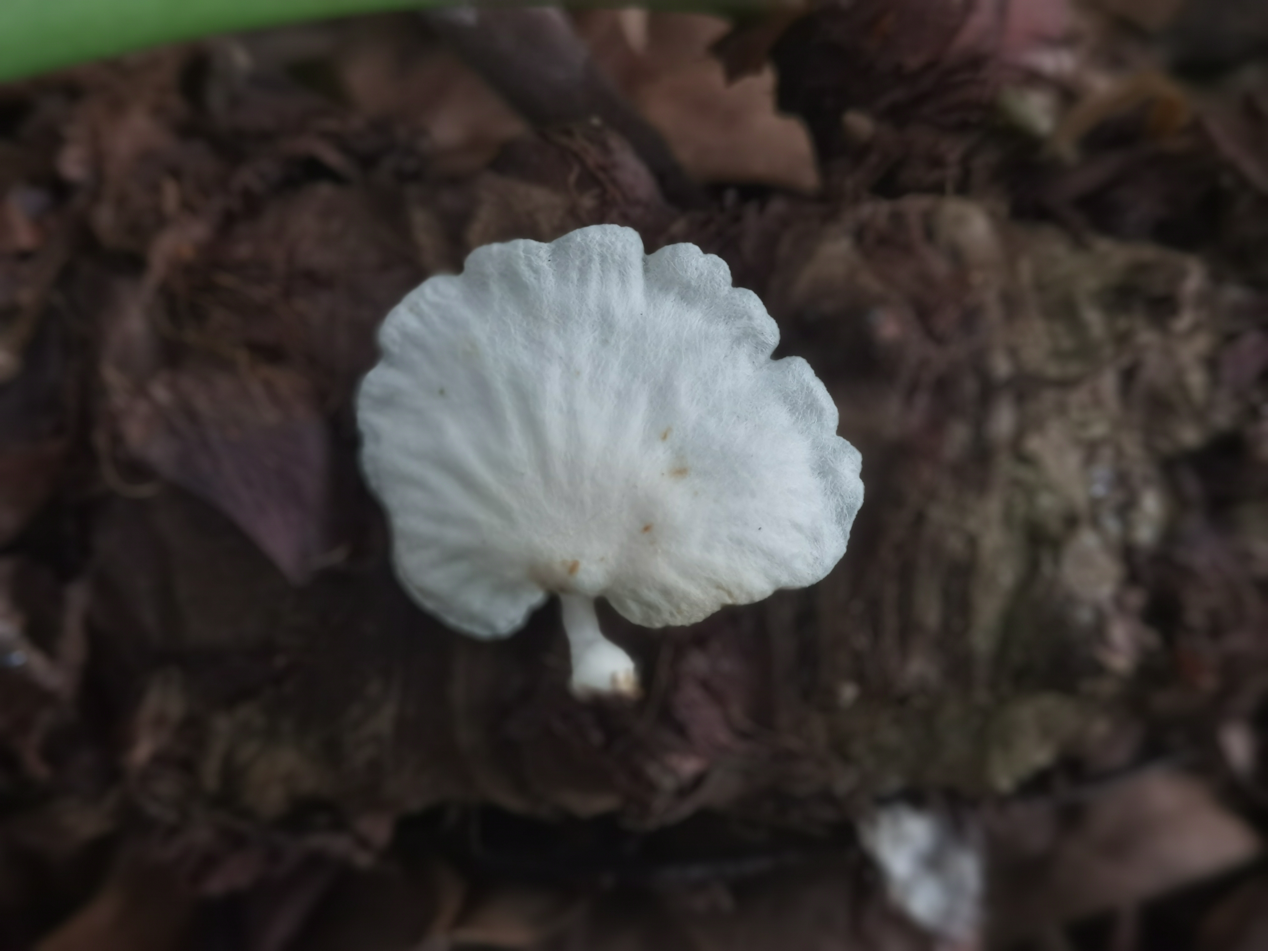 近缘小皮伞