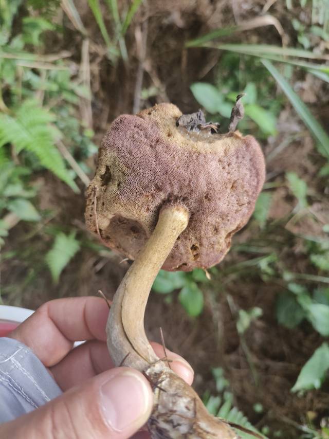 标本照片