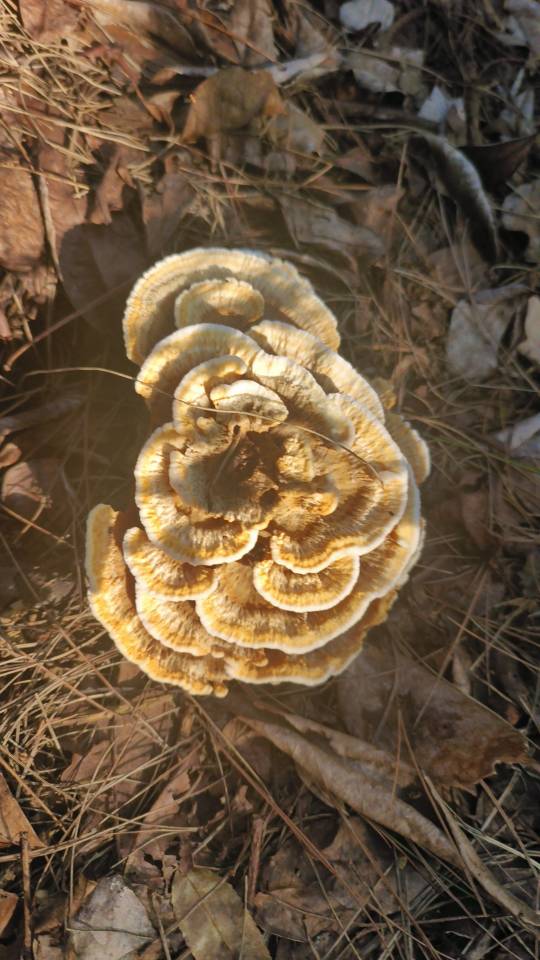 锡金革菌 近似种