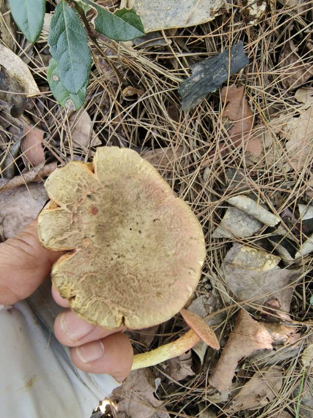 花斑牛肝菌