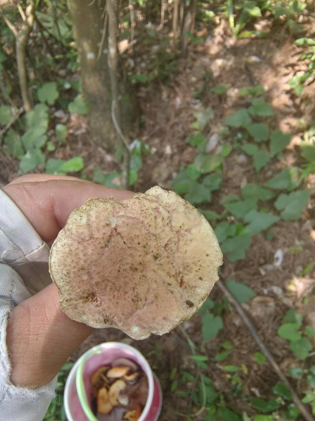 花斑牛肝菌