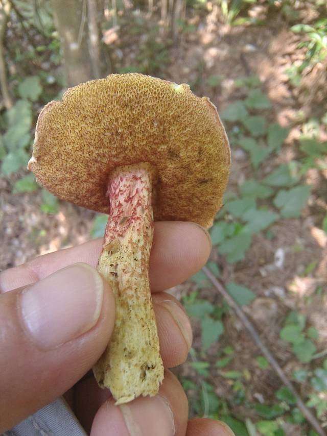 花斑牛肝菌
