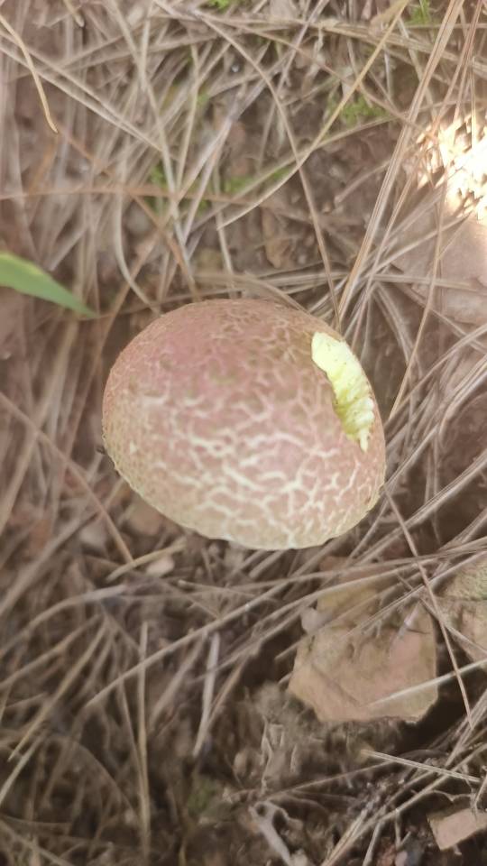 花斑牛肝菌