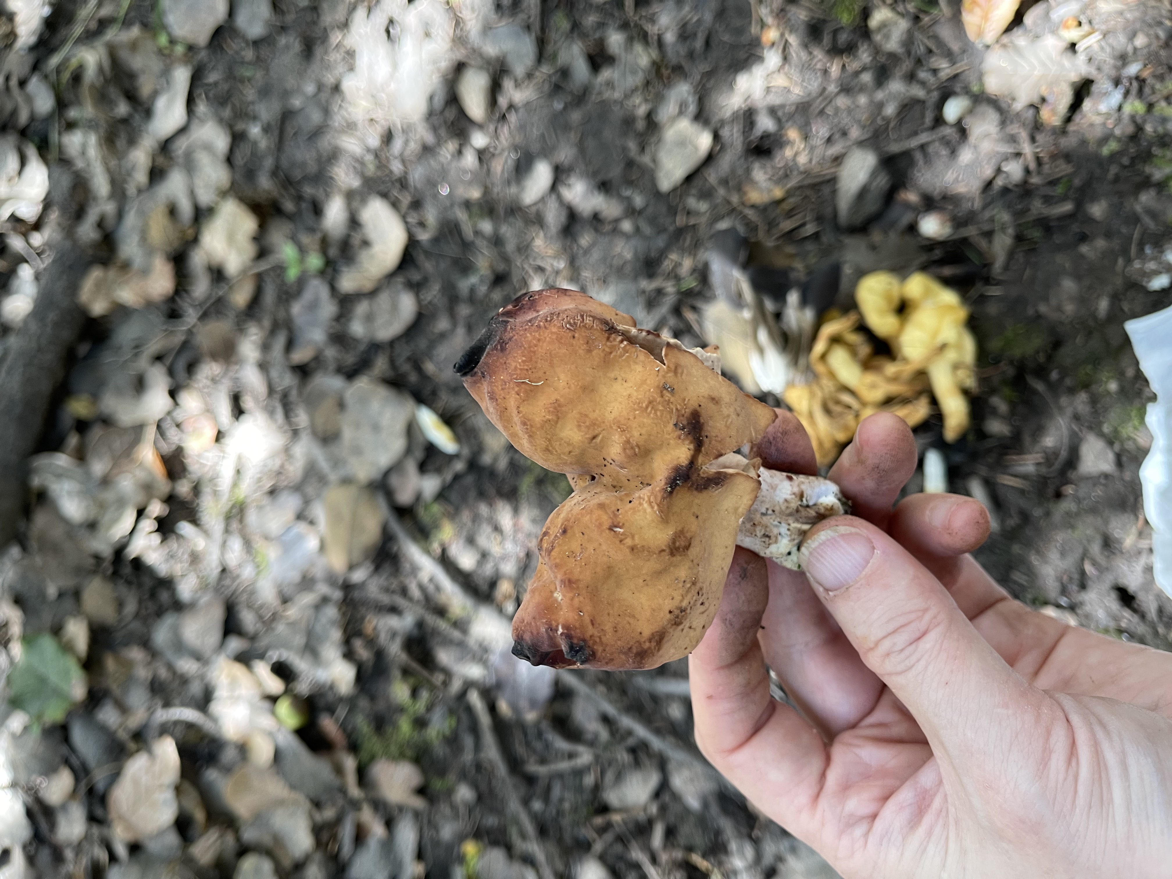 地勺菌和马鞍菌