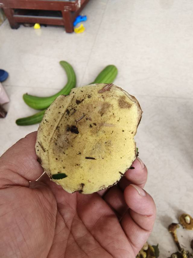 裘氏牛肝菌近似种