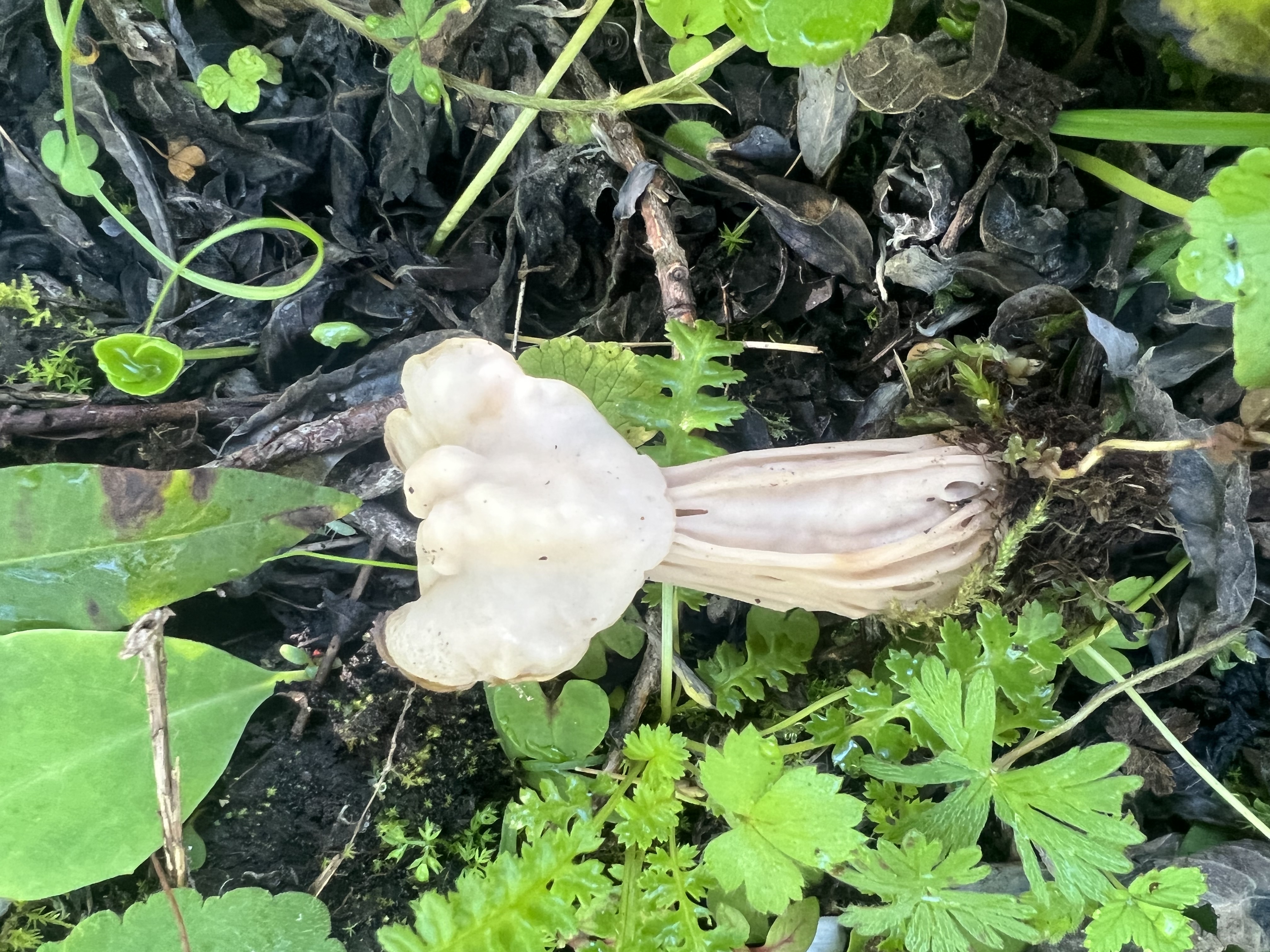 马鞍菌