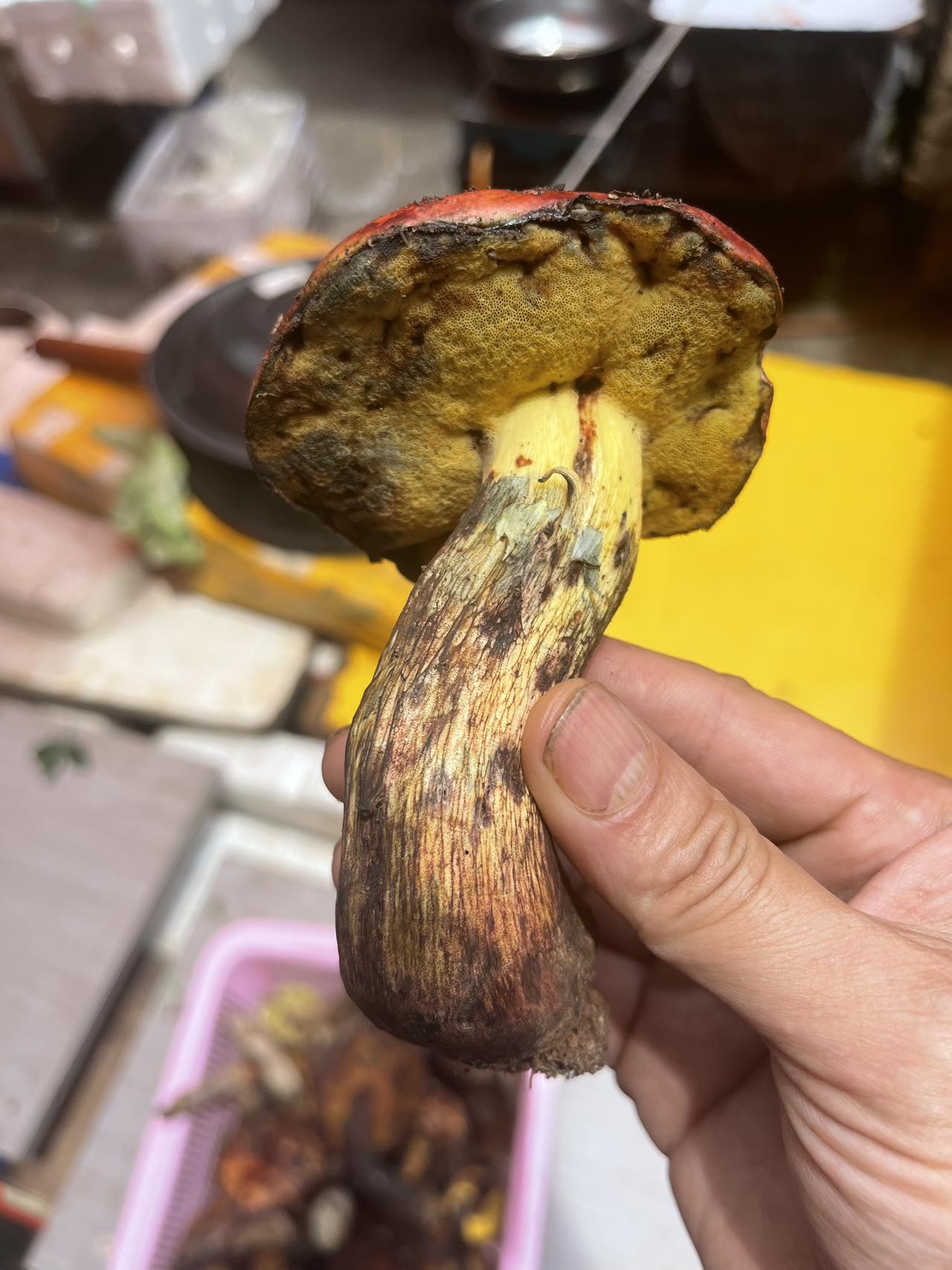 标本照片
