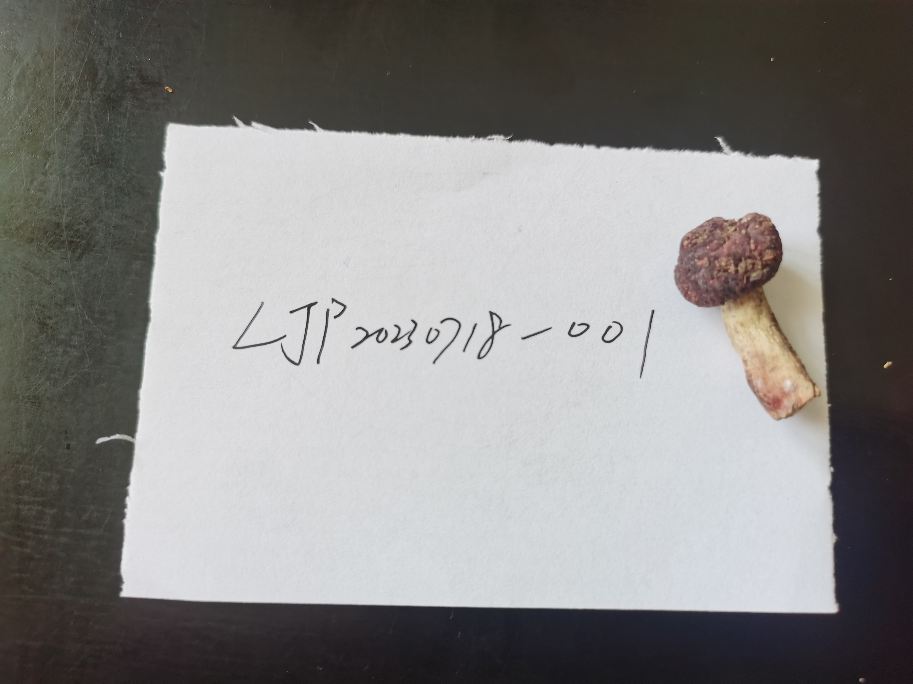 灰肉红菇