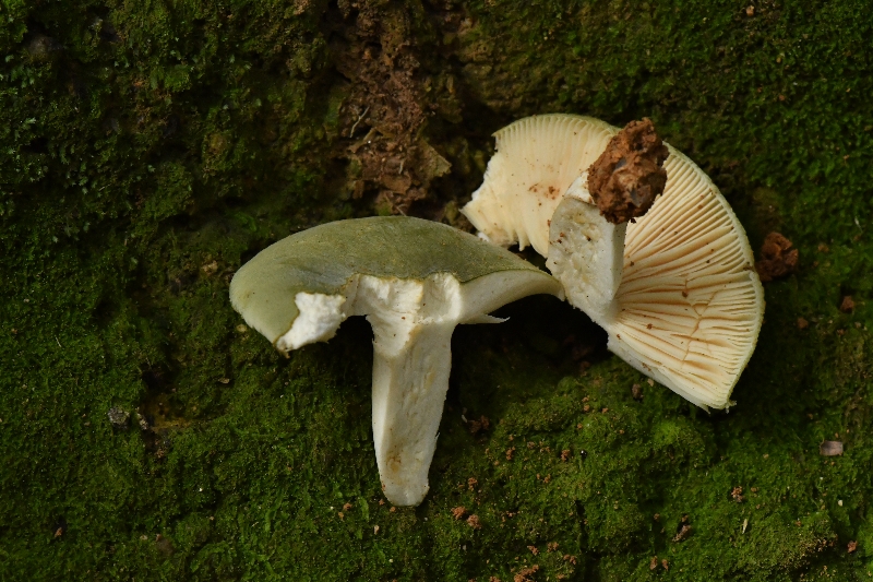 金绿红菇