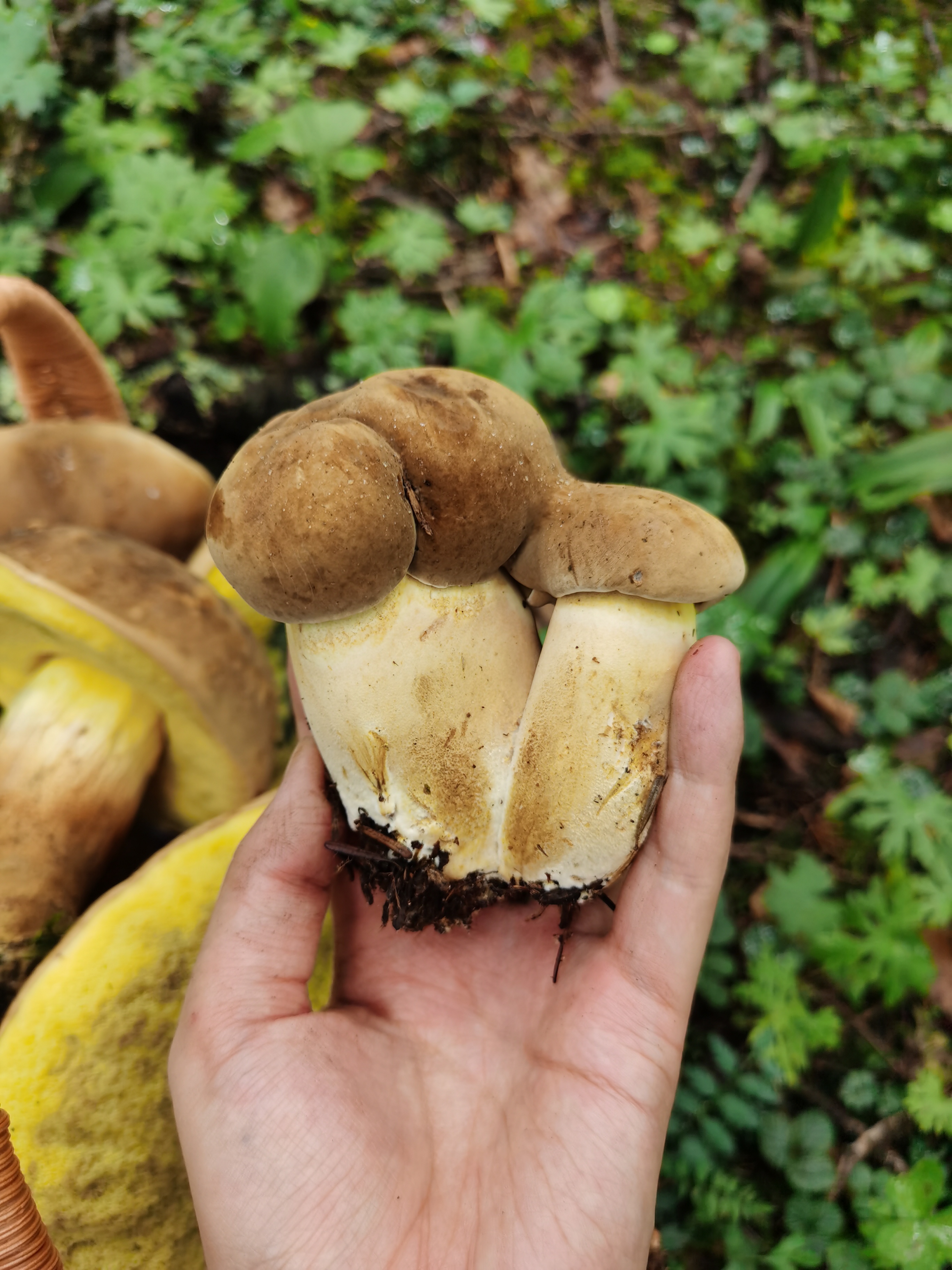 有毒新牛肝菌