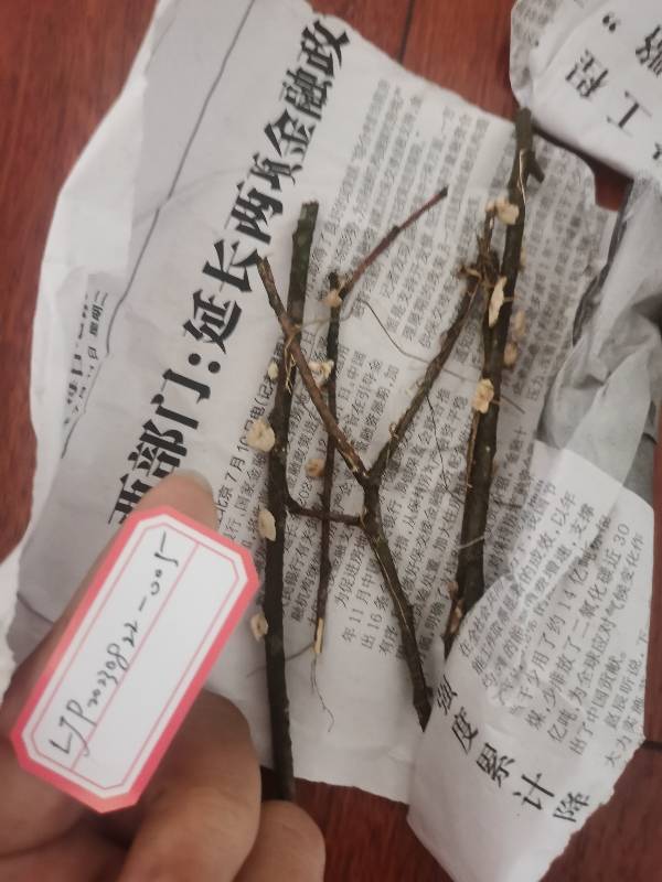 淡柄裸脚伞