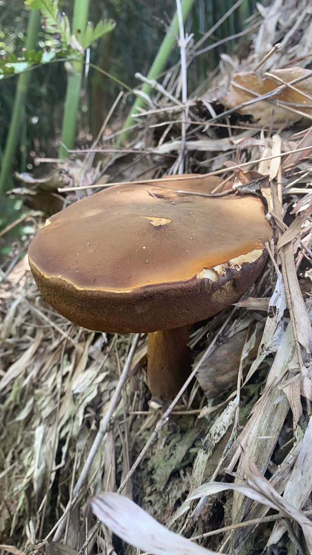 暗褐新牛肝菌