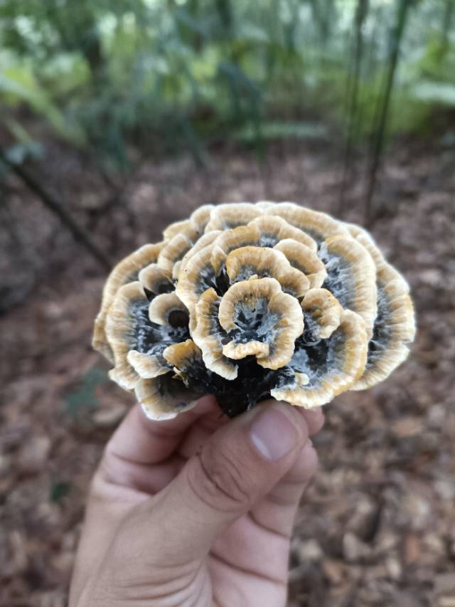 华南革菌