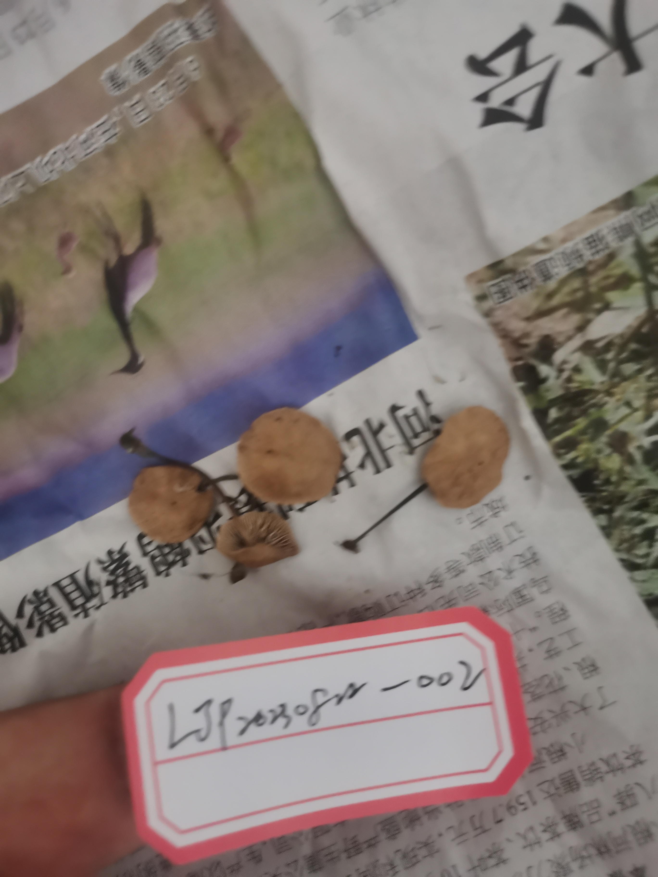 拟金钱菌