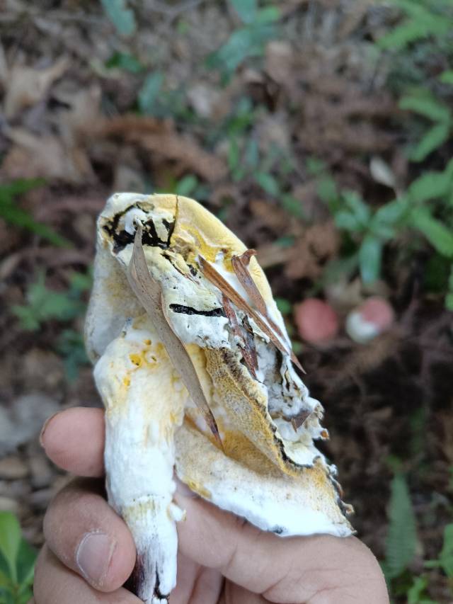 标本照片