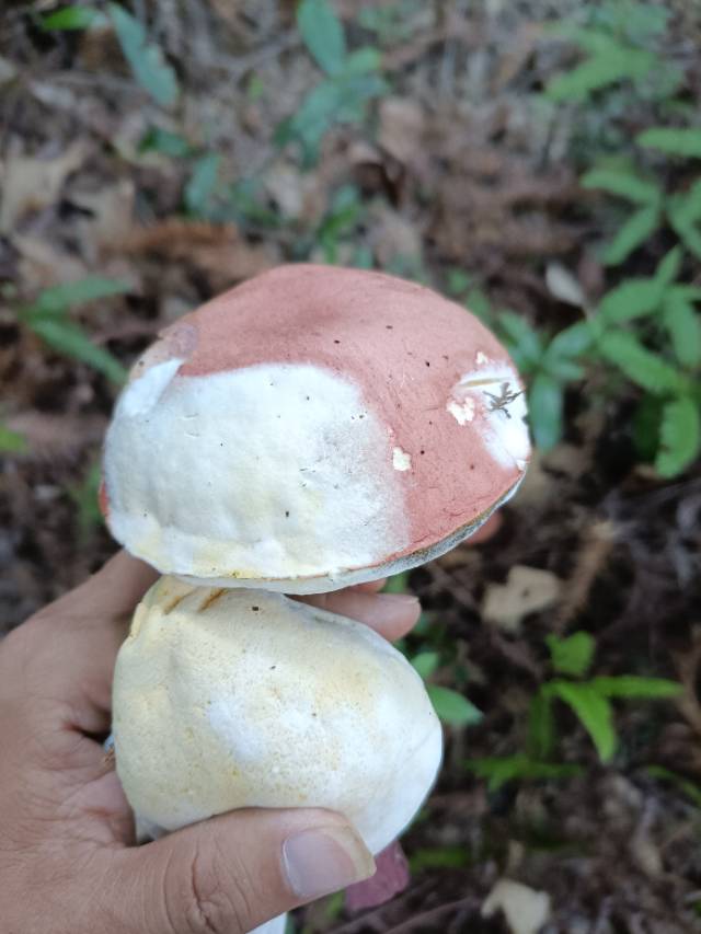 标本照片