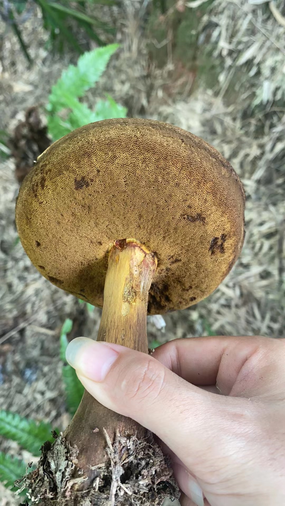 暗褐新牛肝菌