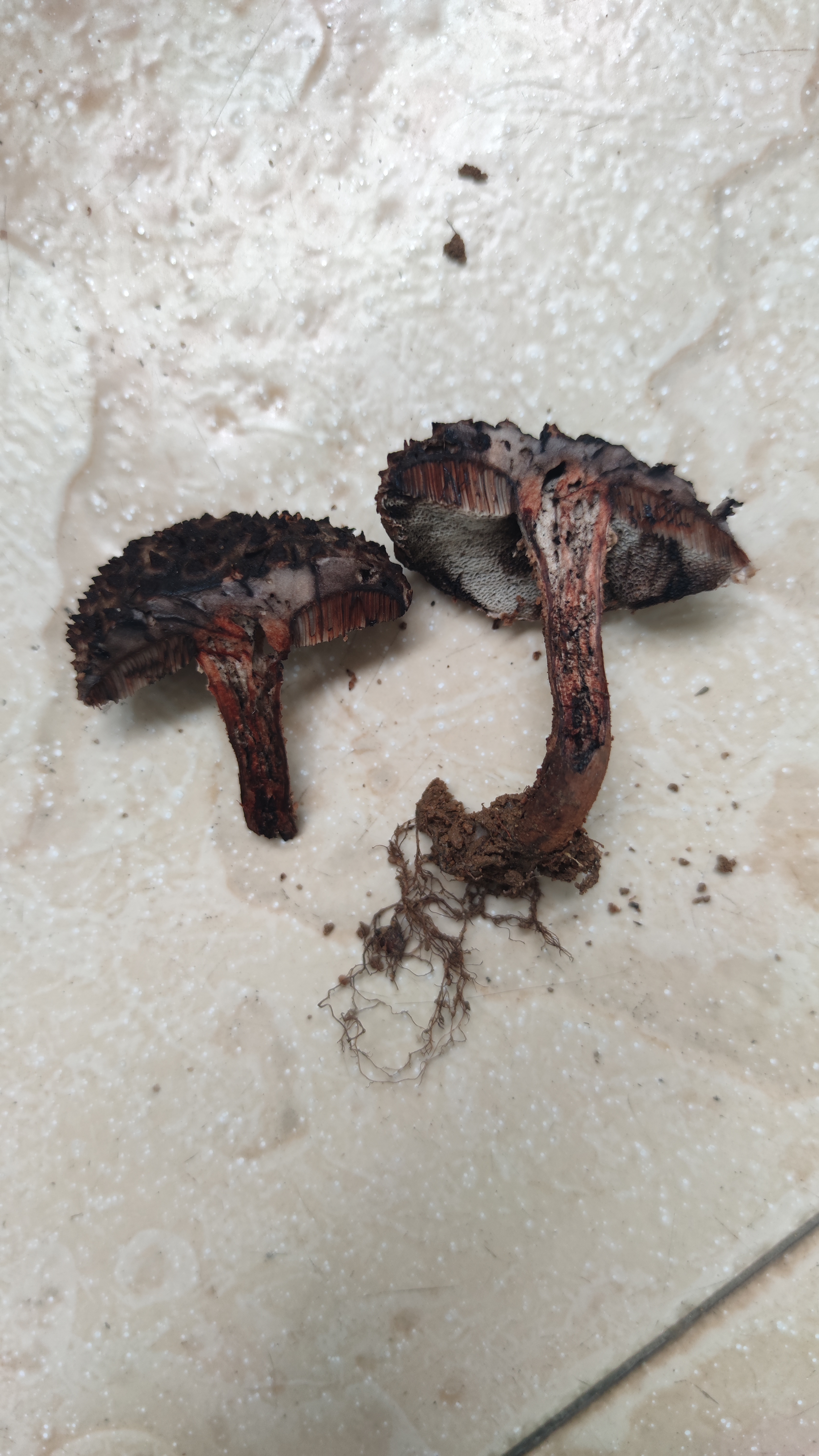 褐鳞松塔牛肝菌