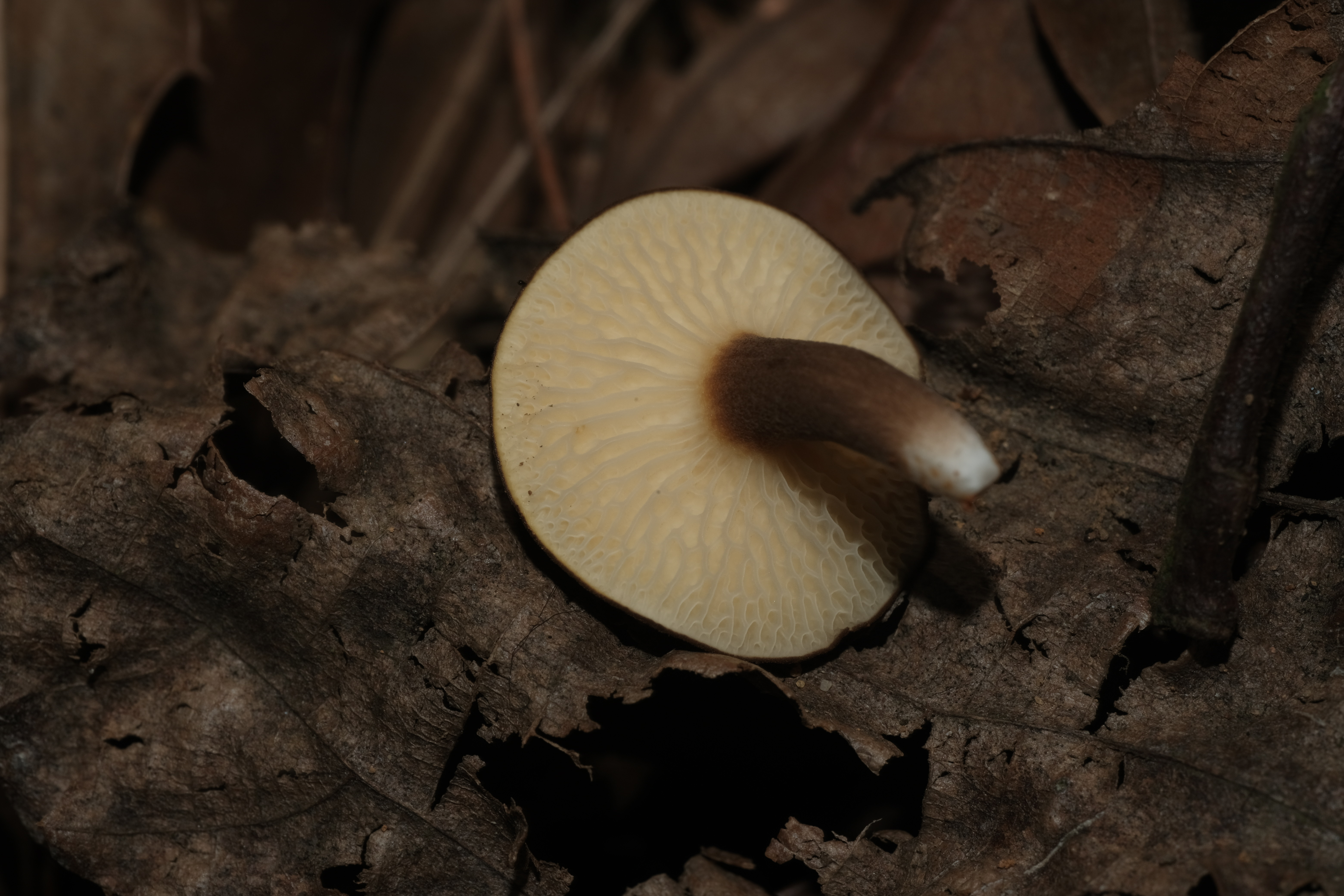 孔褶金孢牛肝菌
