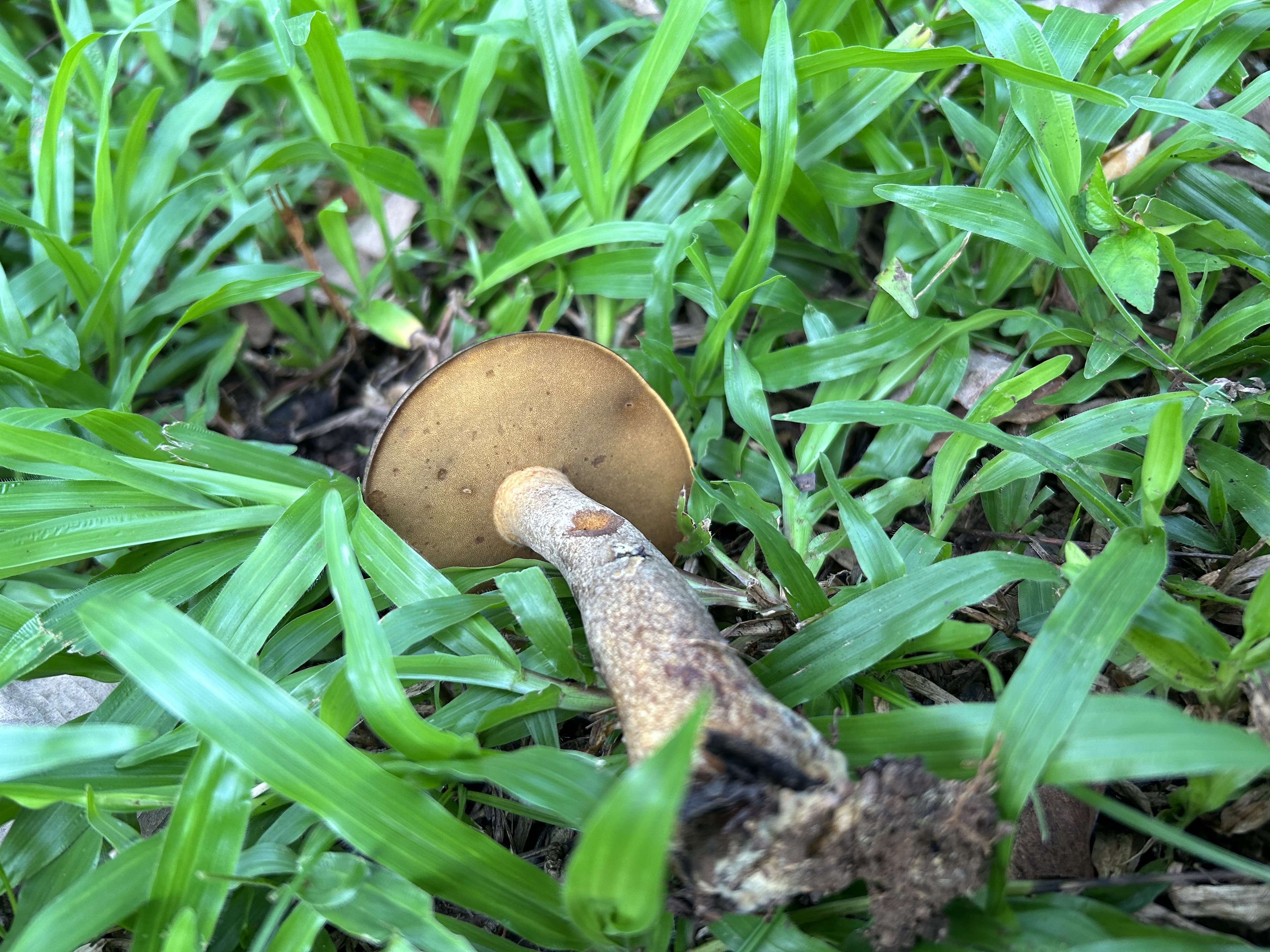 暗褐脉柄牛肝菌