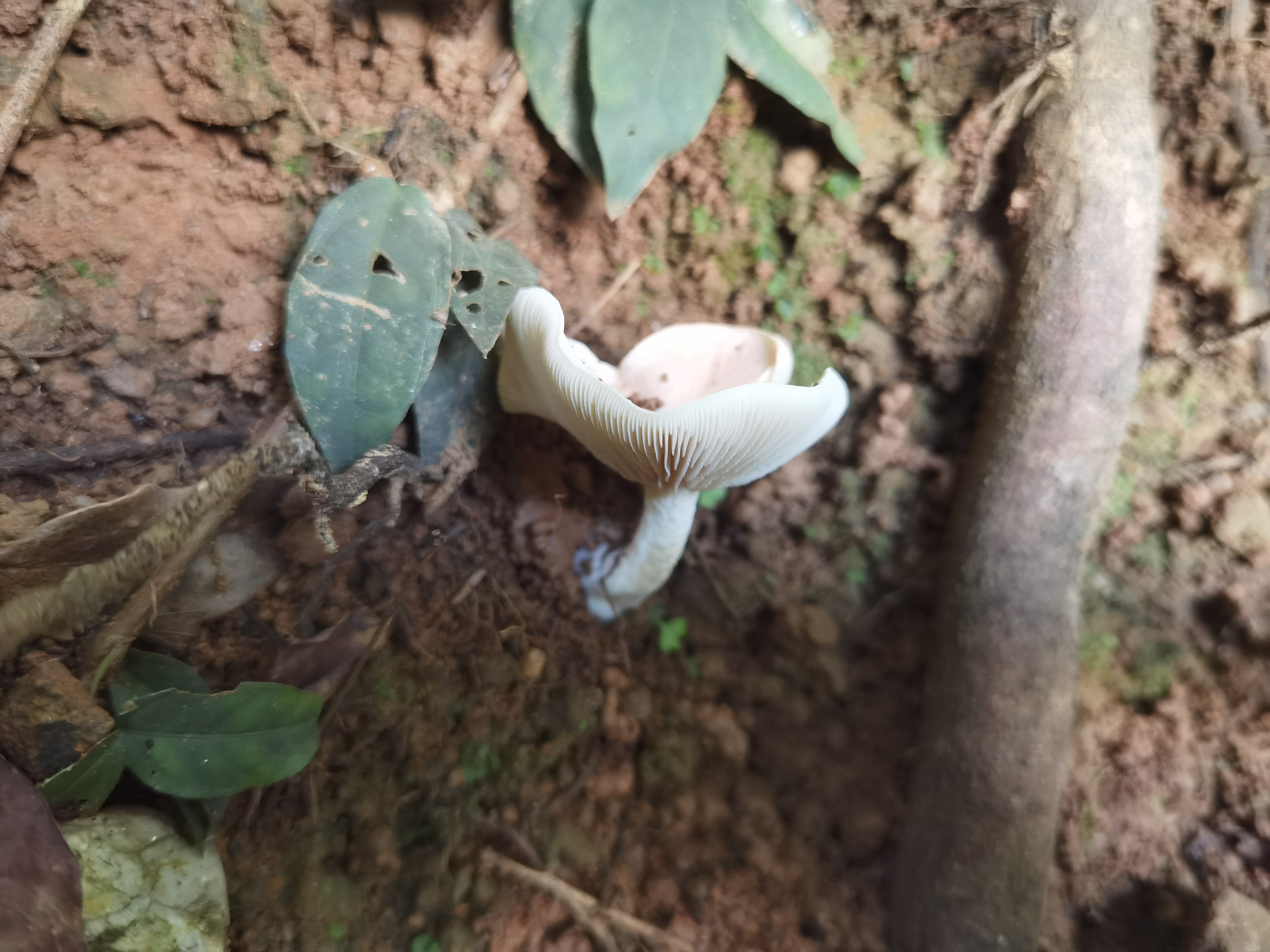 粉褶菌