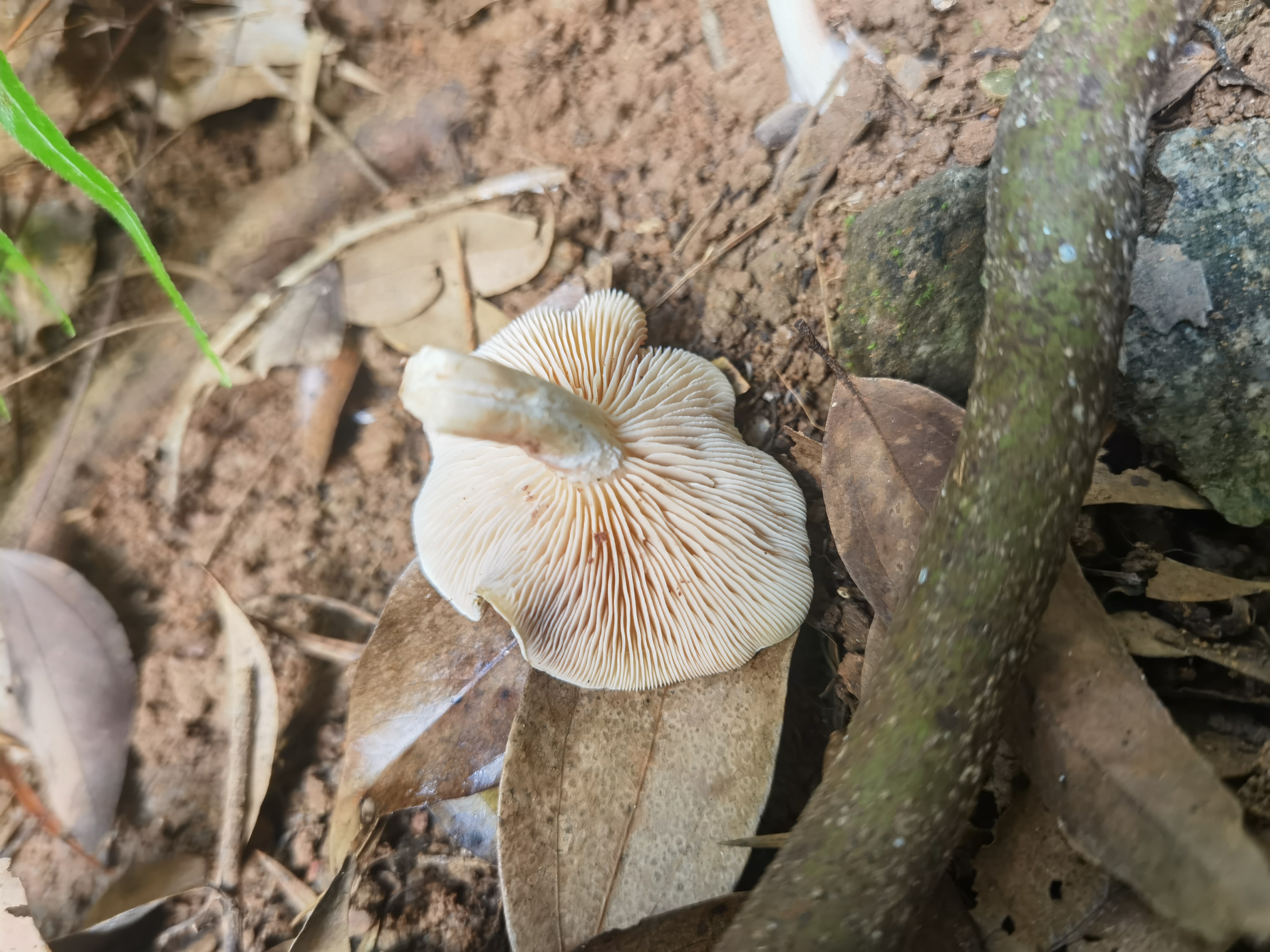粉褶菌