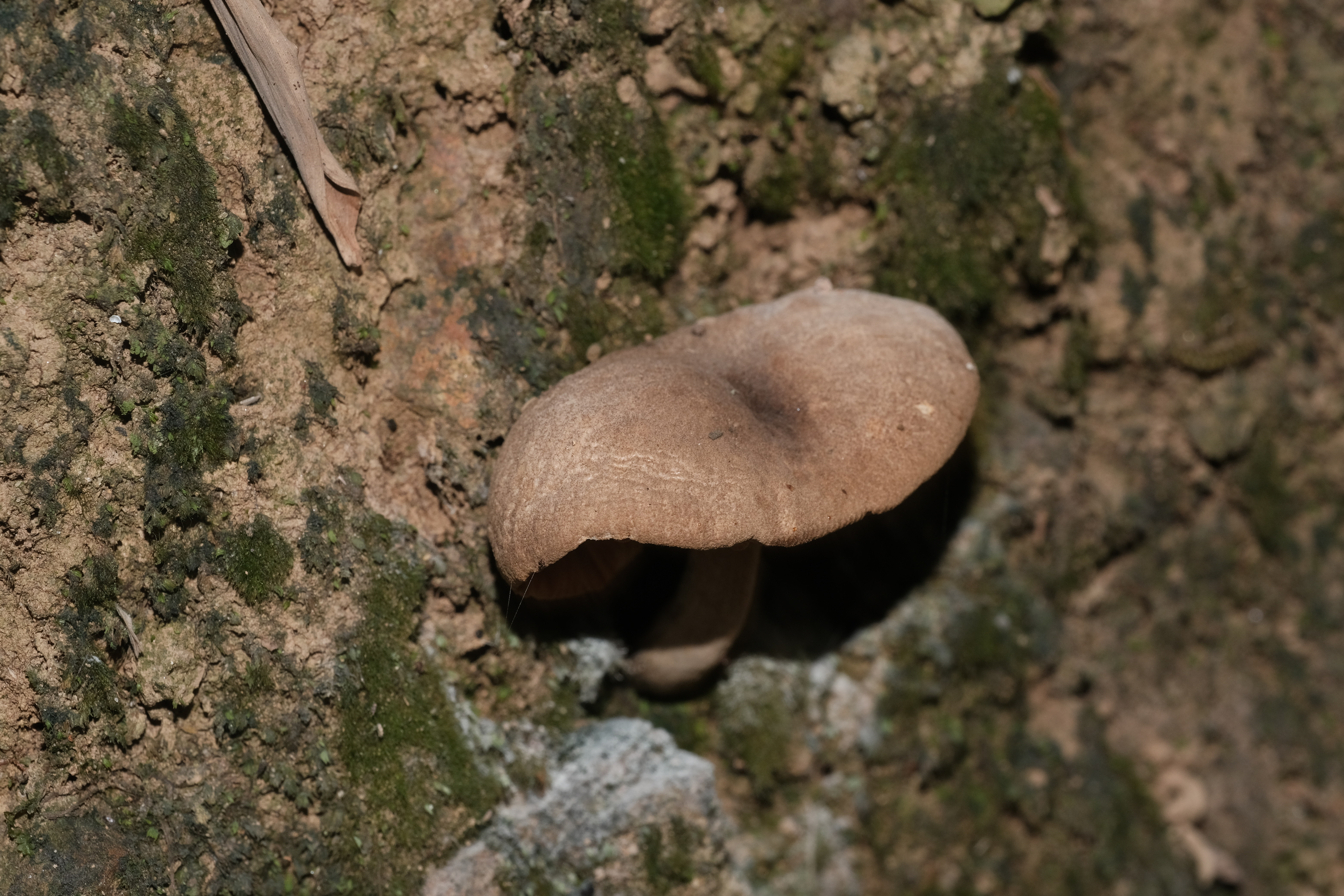 孔褶金孢牛肝菌