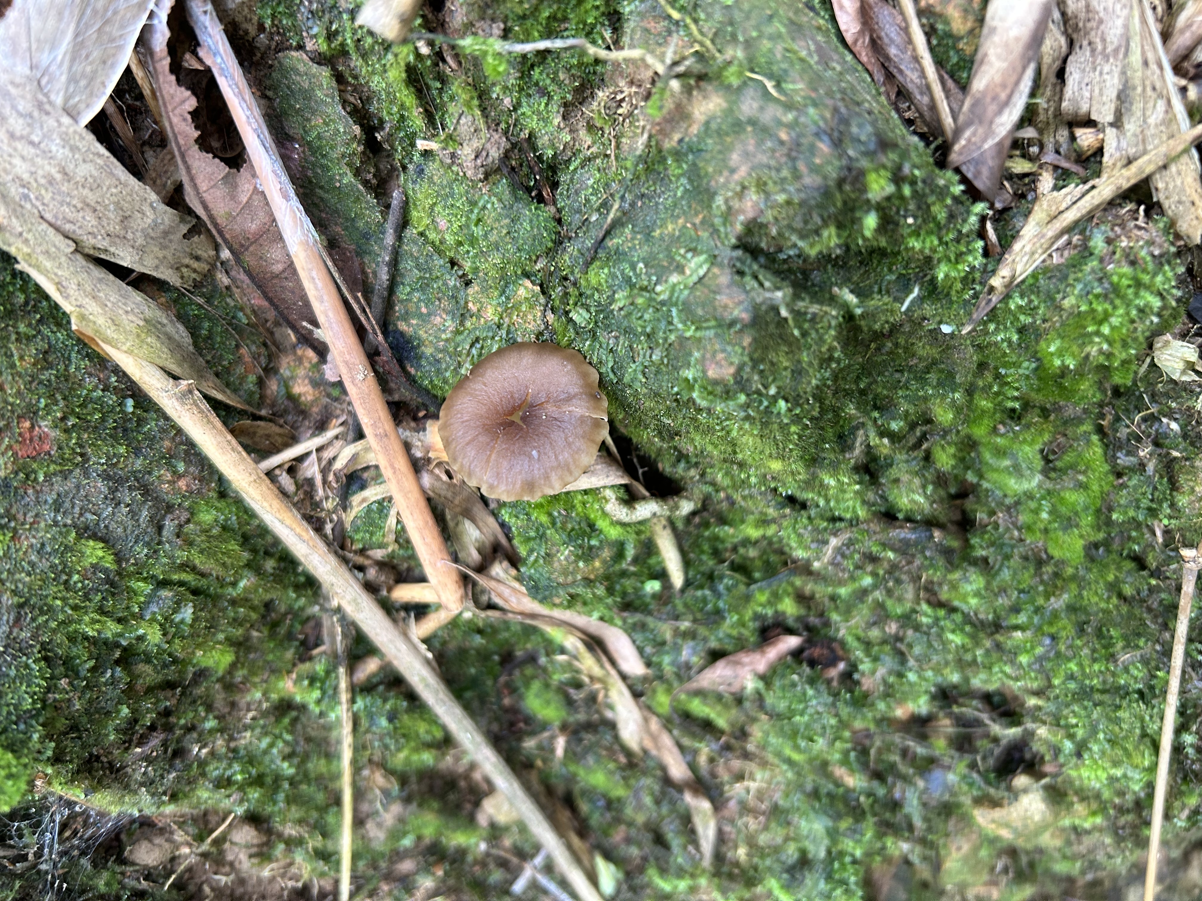 新湿伞？