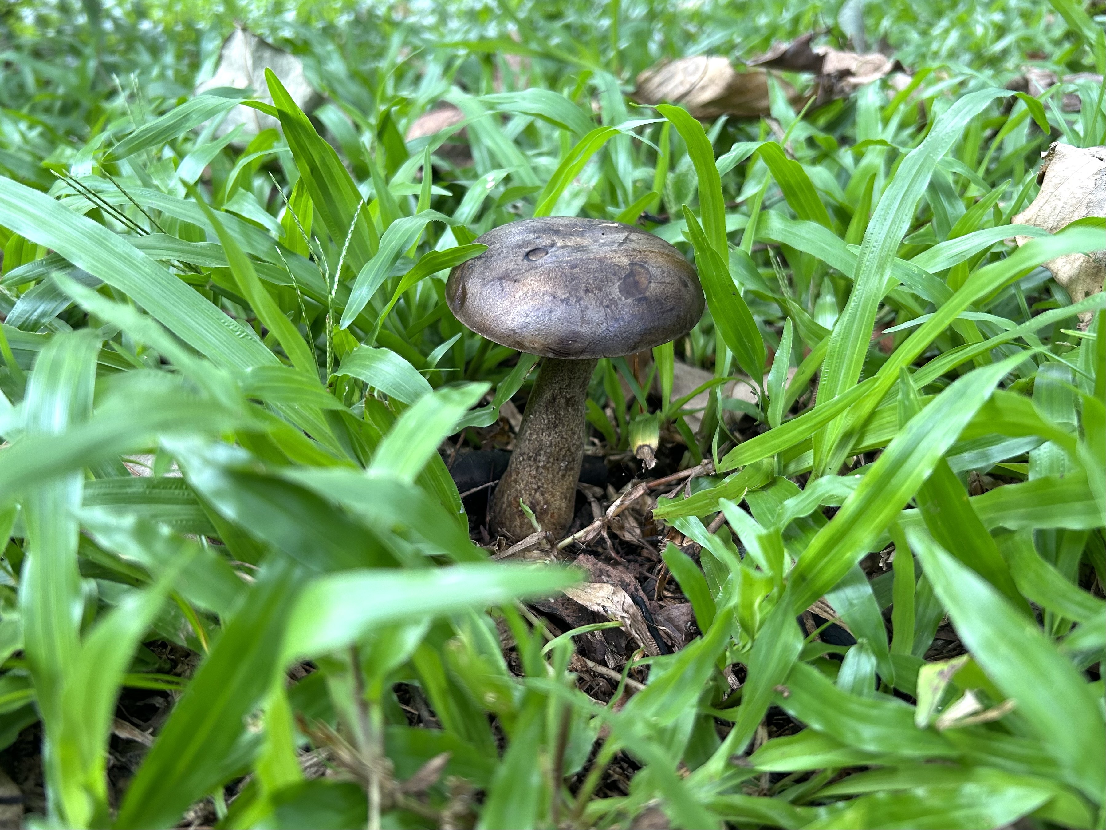 暗褐脉柄牛肝菌