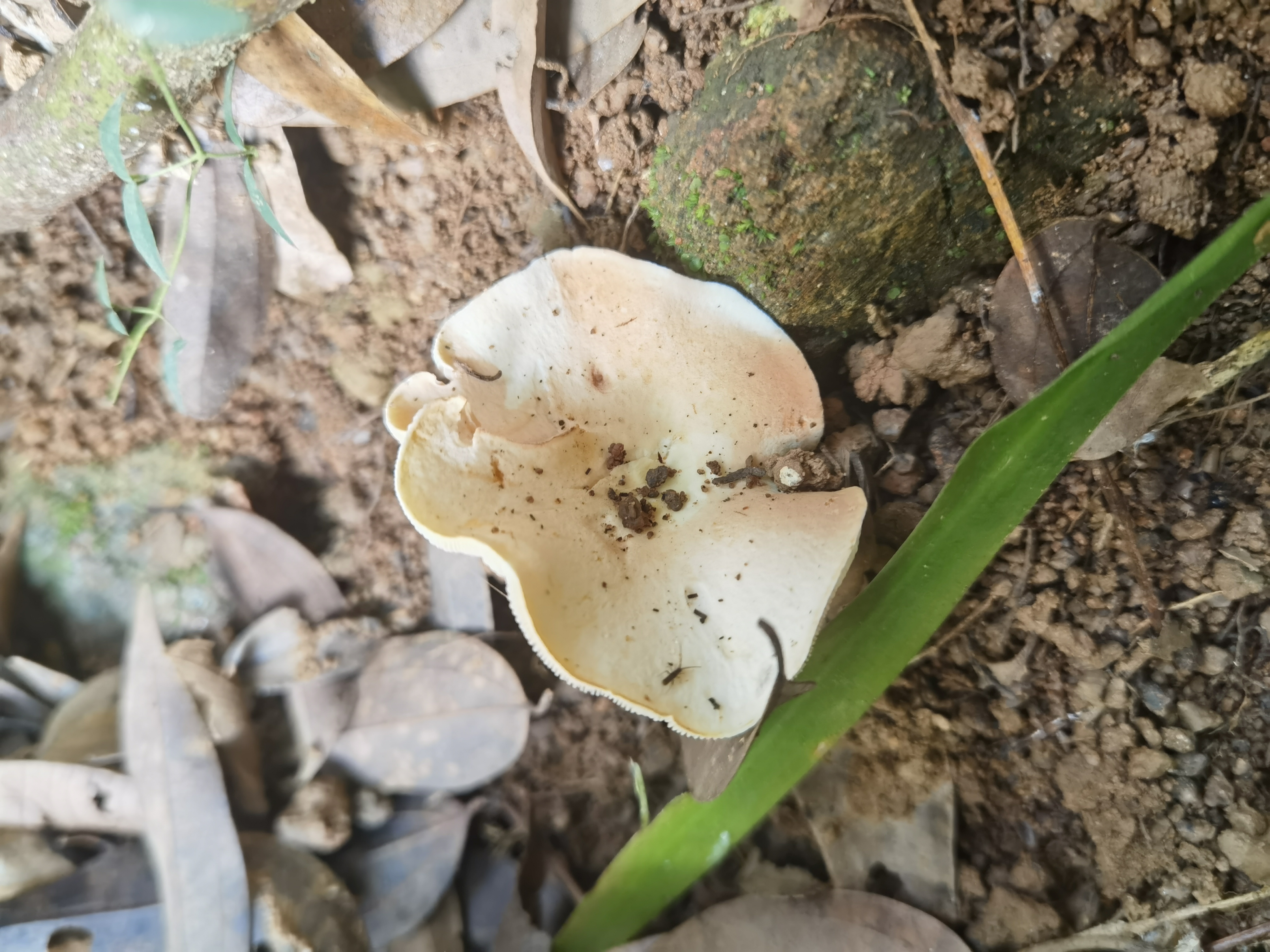 粉褶菌