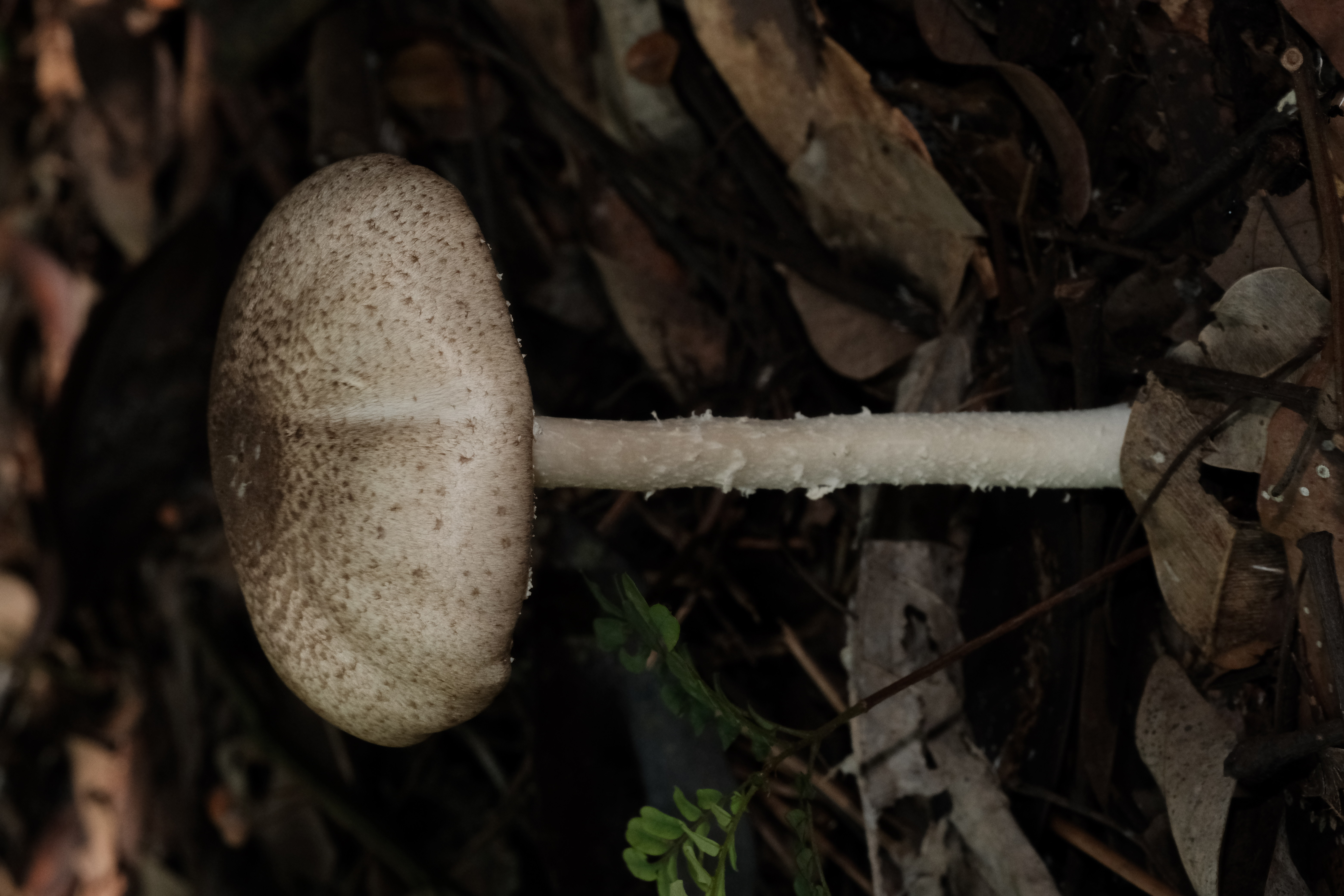 絮柄蘑菇