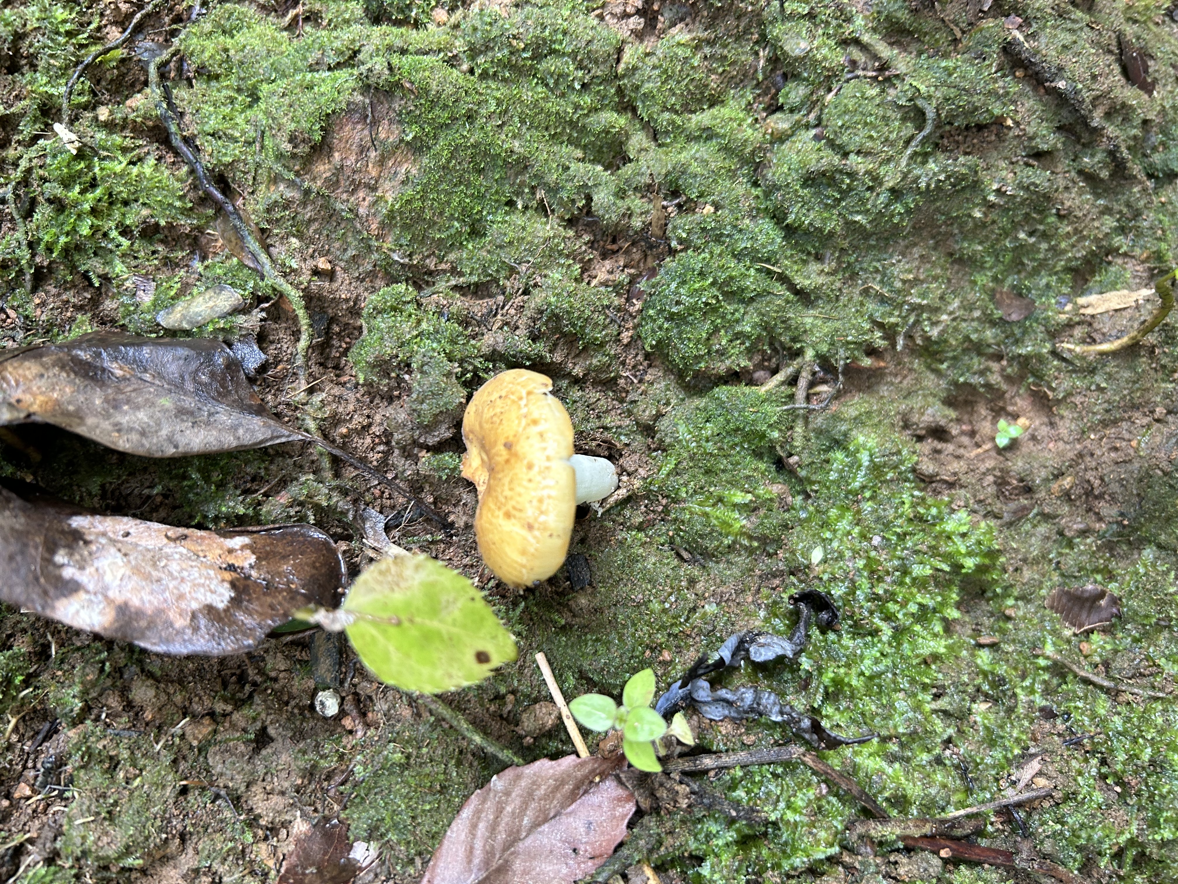 鼎湖山红菇