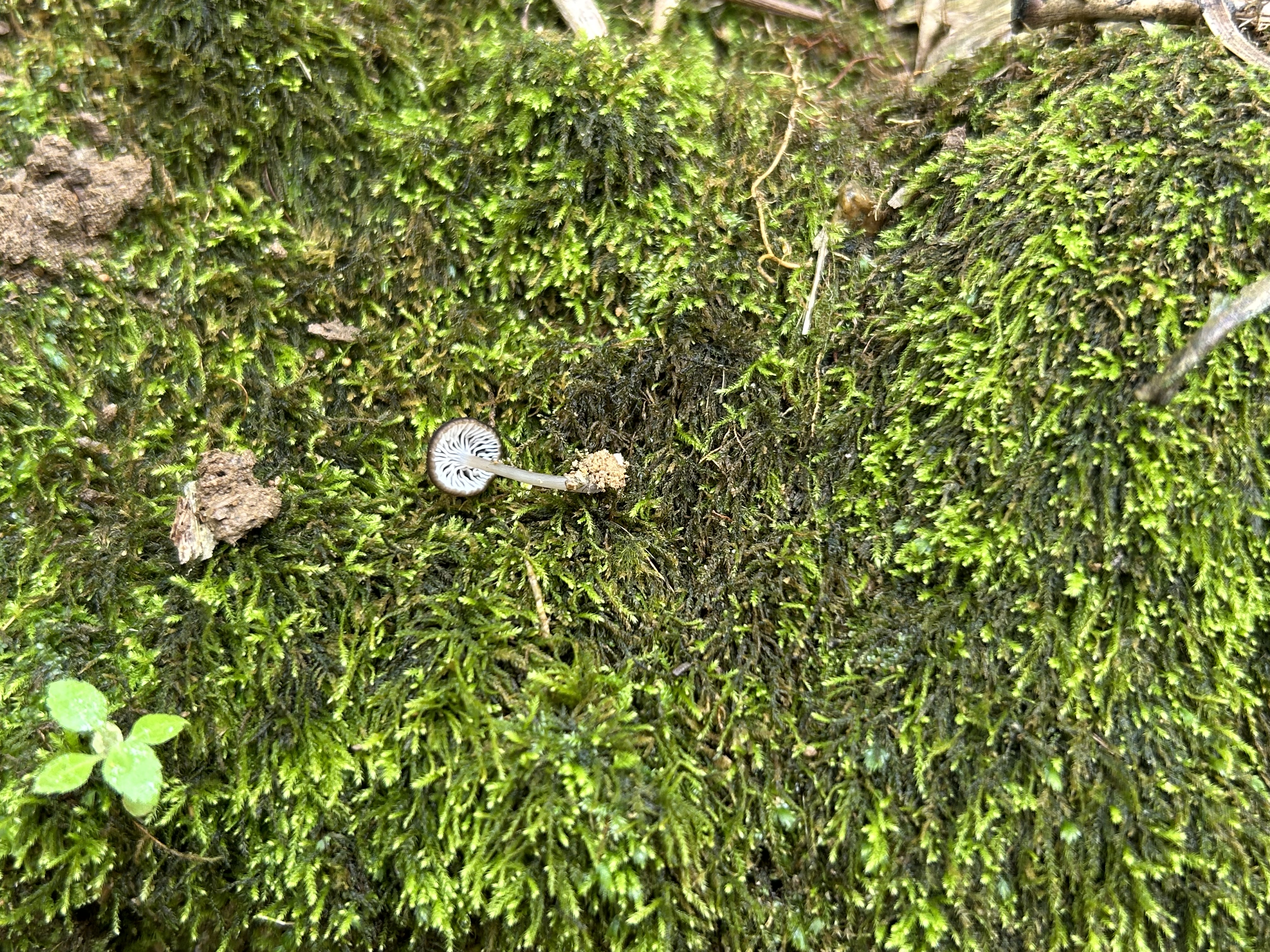 粉褶菌