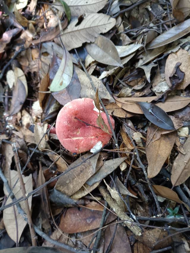 红菇亚属某种